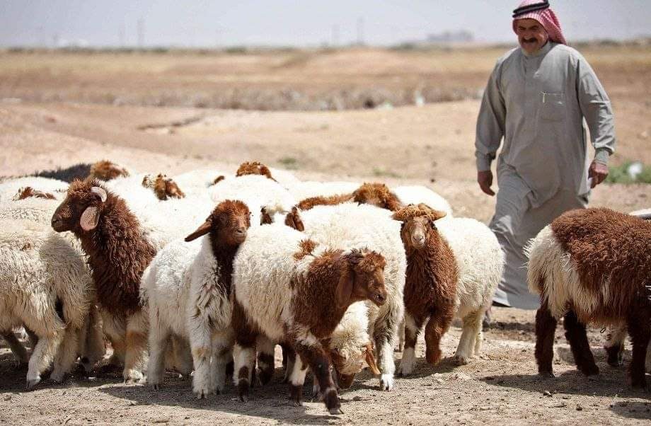 واسط تغلق حدودها امام دخول المواشي للحد من انتشار مرض الحمى النزفية