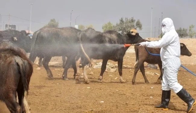 مجلس محافظة ذي قار يعلن عن إرتفاع الحصيلة الإجمالية للإصابات بمرض الحمى النزفية