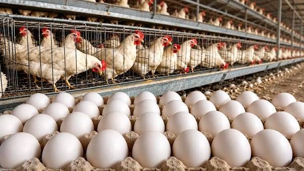 مدير الشركة العامة لتجارة المواد الغذائية تؤكد إن تصفير جميع الرسوم الكمركية المفروضة على منتجات المستوردة سيسهم في انسيابية دخول المواد المشمولة للبلاد