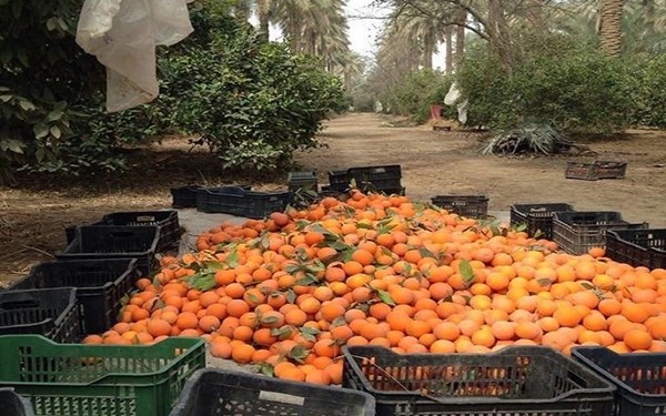 بسبب وفرة الإنتاج .. مجلس محافظة ديالى يدعو لفتح باب التصدير لمحاصيل الحمضيات خلال الموسم الحالي
