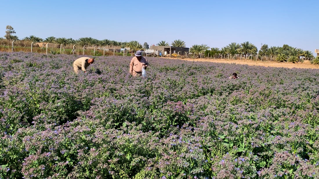 زراعة كربلاء تدعو المهندسين الزراعيين المتفرغين الى مراجعة المديرية للحصول على اراضي زراعية