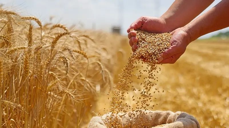 المثنى تشهد موسما زراعيا استثنائيا لمحصول الحنطة
