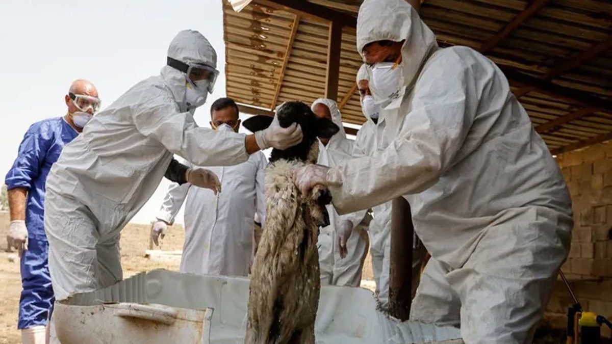 تسجيل إصابة جديدة بمرض الحمى النزفية بمحافظة نينوى