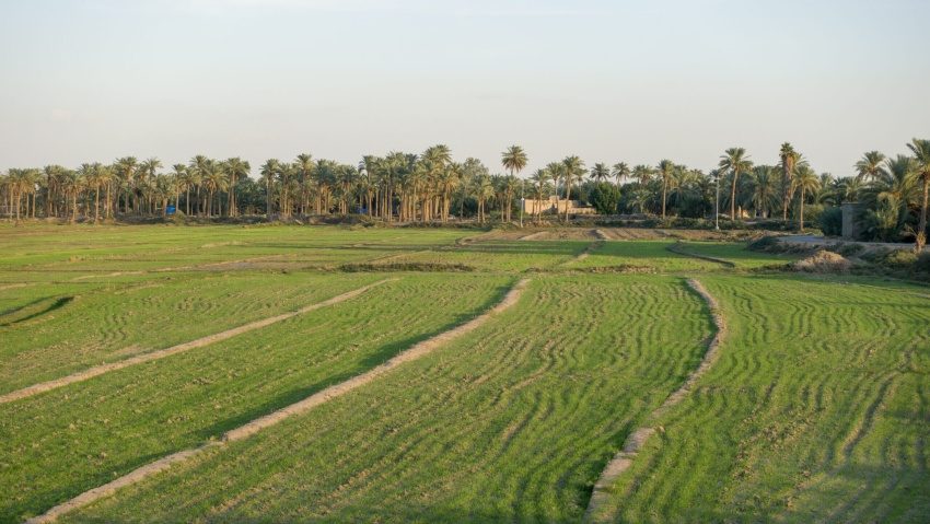 وزارة الزراعة تعلن عن إطلاق الخطة الصيفية لعام 2026