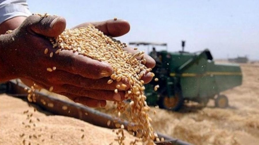 لأكثر من أربعة ملايين طن .. وزارة التجارة تعلن عن نجاح الخطة التسويقية لمحصول الحنطة خلال الموسم الحالي