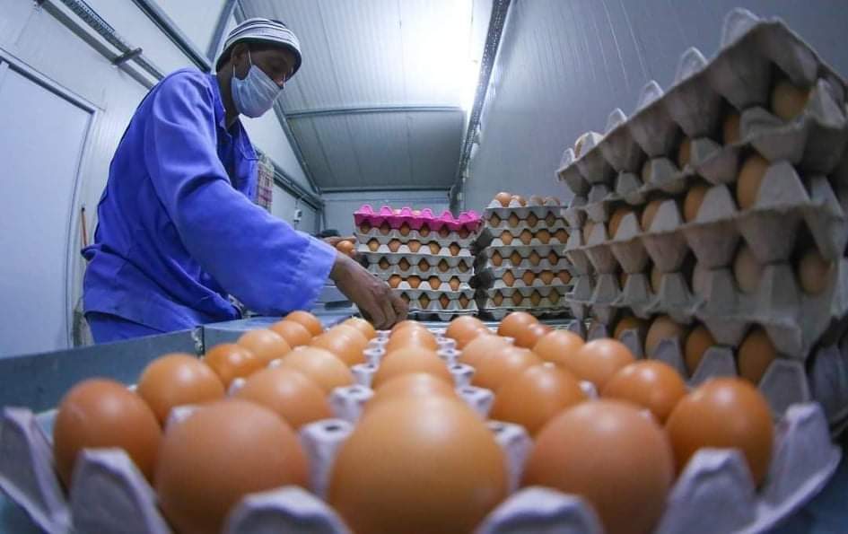 مديرية زراعة كربلاء تعلن عما تم إنتاجه من البيض خلال النصف الأول من العام الجاري