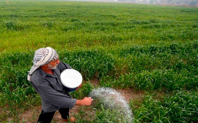 وزارة الزراعة تعلن إدخال محاصيل استراتيجية جديدة بالخطة الزراعية الشتوية