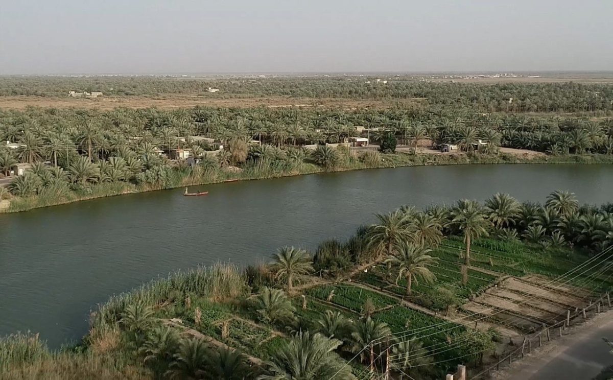 نخيل ذي قار يبعث من جديد عبر تقنية الزراعة النسيجية